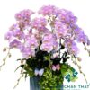 Chậu Lan Hồ Điệp 10 Cành – Hồng Tím Nhạt Tinh Khôi