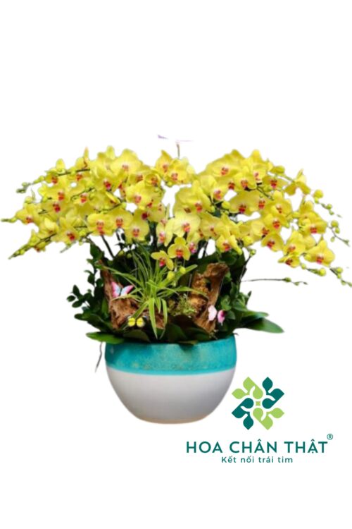 Chậu Lan Hồ Điệp 20 Cành – Kim Vàng