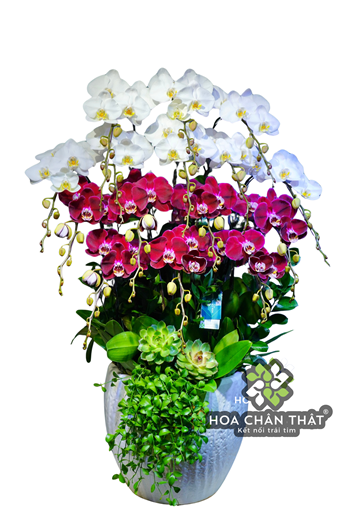 Chậu Lan Hồ Điệp 15 Cành – Tím Nhung Trắng Ngọc Duyên