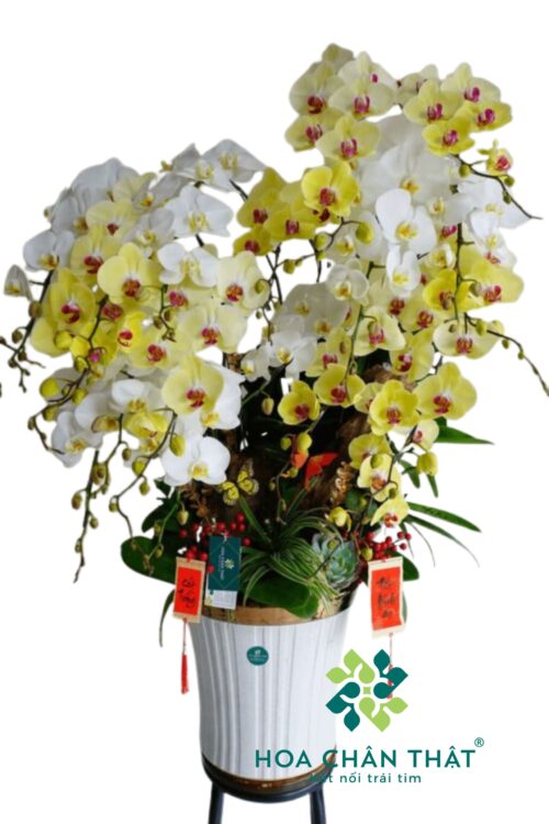 Chậu Lan Hồ Điệp 15 Cành – Bạch Kim Phú Quý