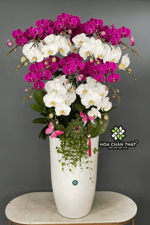 Chậu Lan Hồ Điệp 14 Cành – Trắng Tím Hòa Quyện