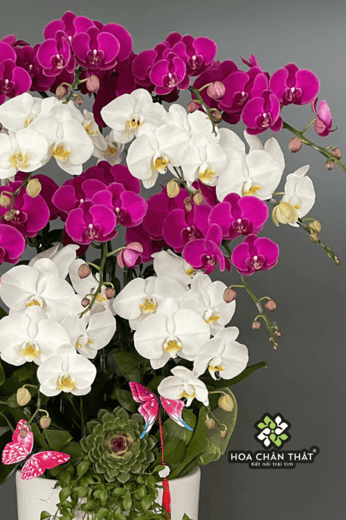 gan logo 1707 x 2560 px 29 1 1