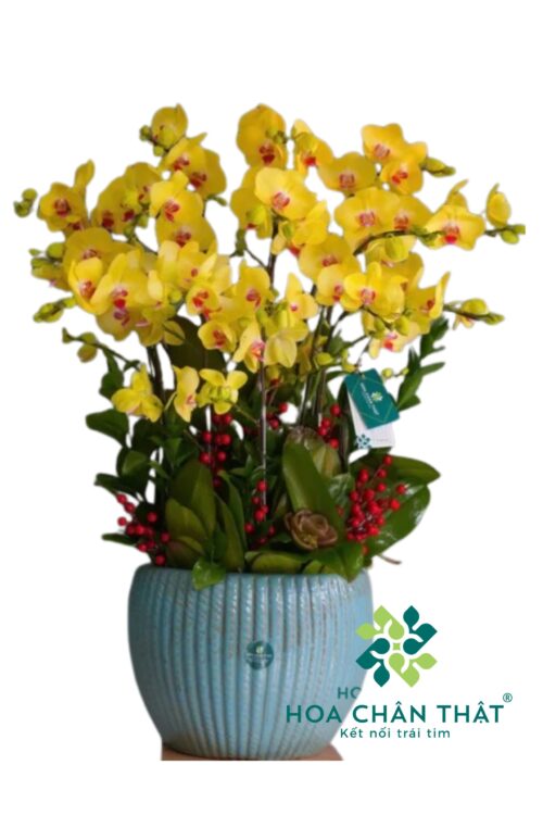 Chậu Lan Hồ Điệp 12 Cành – Kim Vàng Tươi