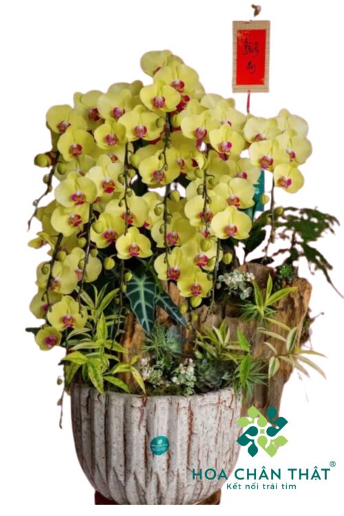 Chậu Lan Hồ Điệp 12 Cành – Kim Lũa Vượng Phát