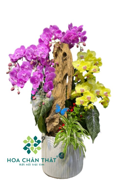 Chậu Lan Hồ Điệp Ghép Lũa 9 Cành – Hồng Tím Vàng Phúc Lộc