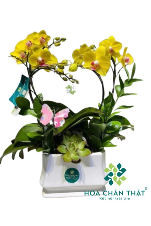 Chậu Lan Hồ Điệp Mini 2 Gốc Đôi – Vàng Trái Tim Kim Phát