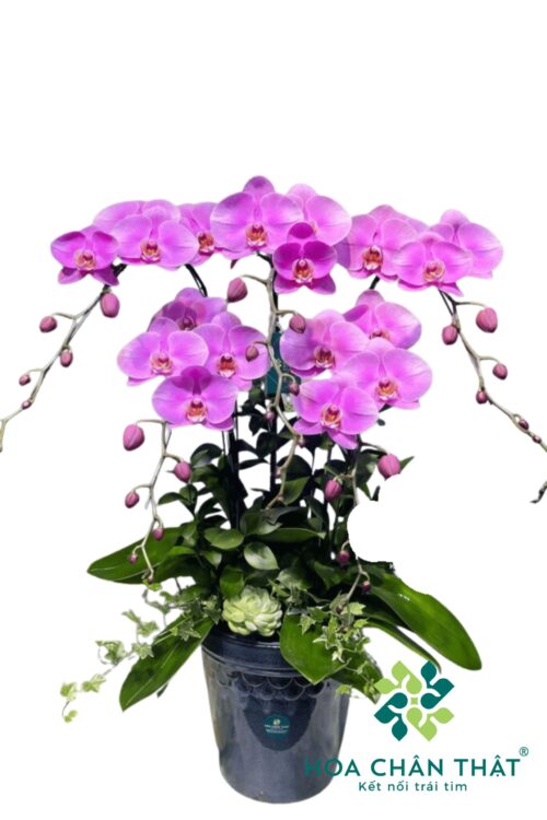 Chậu Lan Hồ Điệp 5 Cành – Hồng Tím Thanh Vân