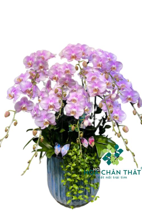 Chậu Lan Hồ Điệp 10 Cành – Hồng Tím Nhạt Tinh Khôi