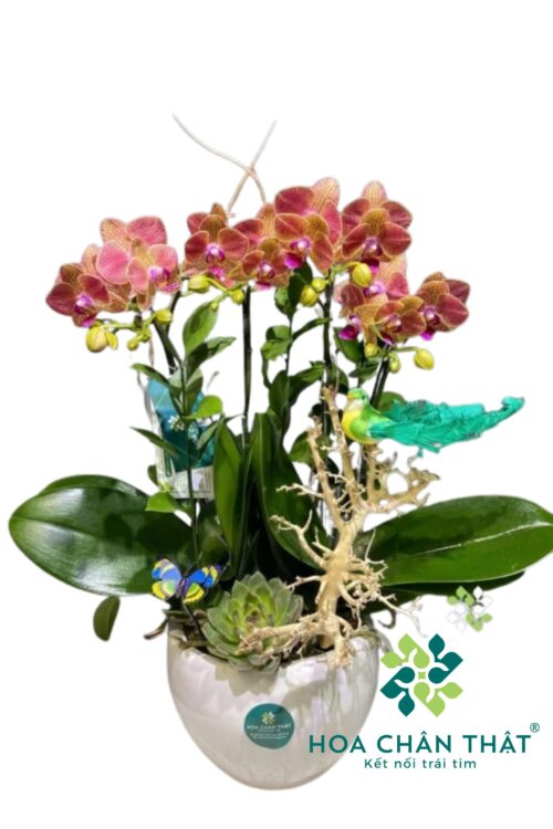 Chậu Lan Hồ Điệp Mini 2 Gốc Đôi – Cam Tròn An Nhiên