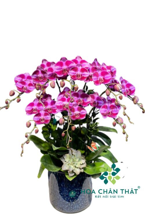 Chậu Lan Hồ Điệp 8 Cành – Tím Sọc Thanh Quý
