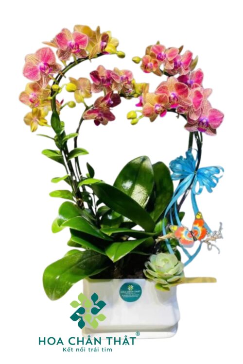 Chậu Lan Hồ Điệp Mini 2 Gốc Đôi – Cam Trái Tim Tình Phú Quý