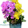 Chậu Lan Hồ Điệp Ghép Lũa 8 Cành – Tím Vàng Vượng Cát