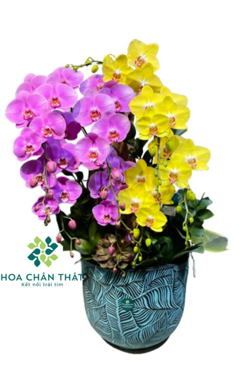 Chậu Lan Hồ Điệp Ghép Lũa 8 Cành – Tím Vàng Vượng Cát