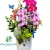 Chậu Lan Hồ Điệp Mix – Sắc Màu Xuân Vượng