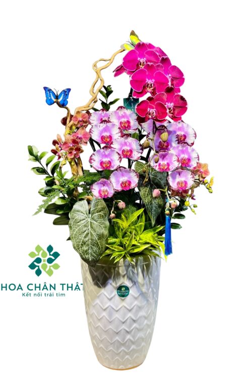 Chậu Lan Hồ Điệp Mix – Sắc Màu Xuân Vượng