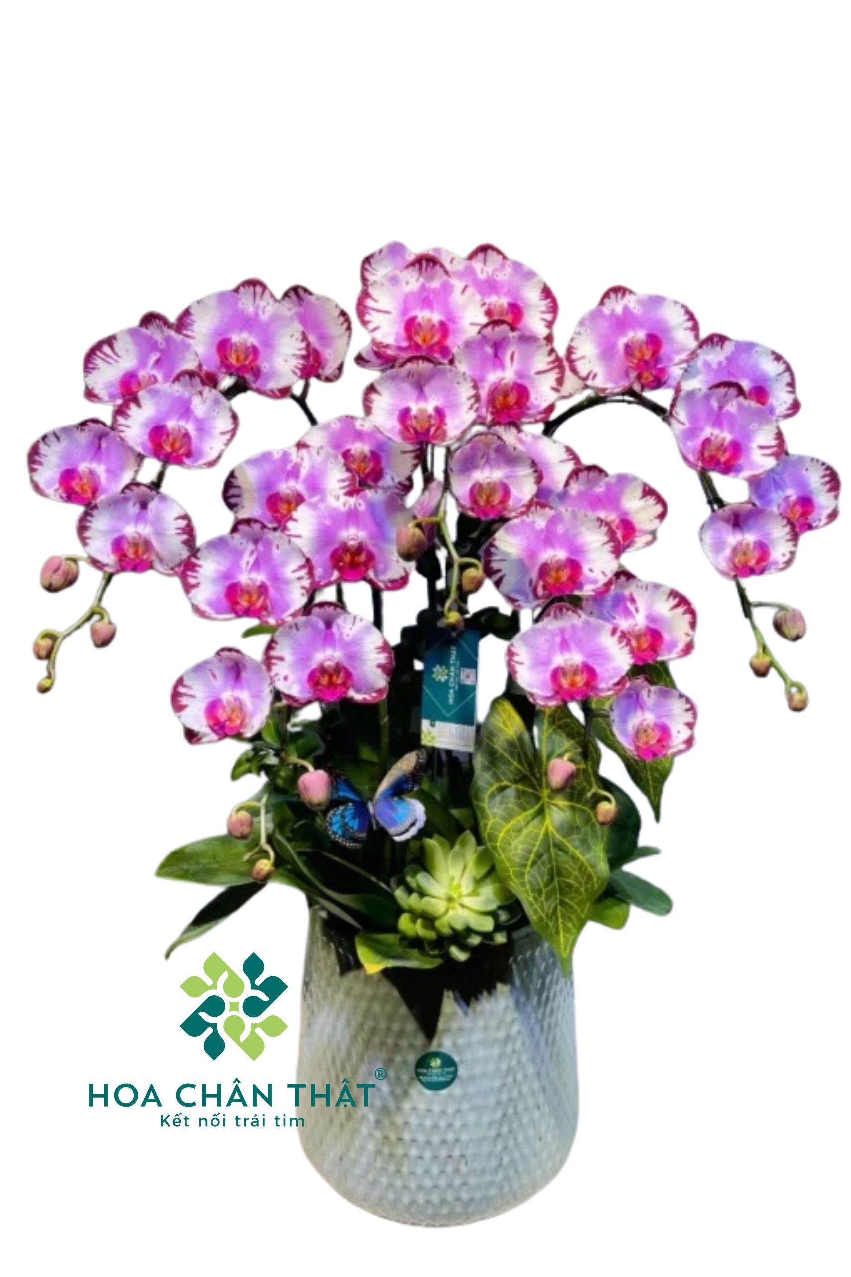 gắn logo (1707 x 2560 px) (9) gan logo 1707 x 2560 px 9