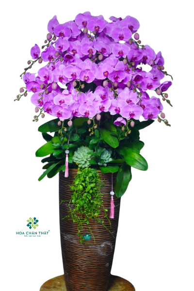 Chậu Lan Hồ Điệp 20 Cành – Hồng Tím Vượng Khang