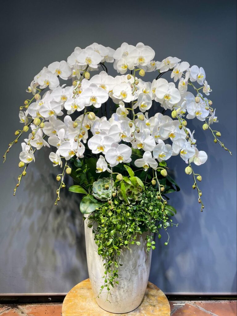 Lựa chọn Hoa Lan Hồ Điệp Ngày 20/11 ý nghĩa Tặng Thầy Cô image4