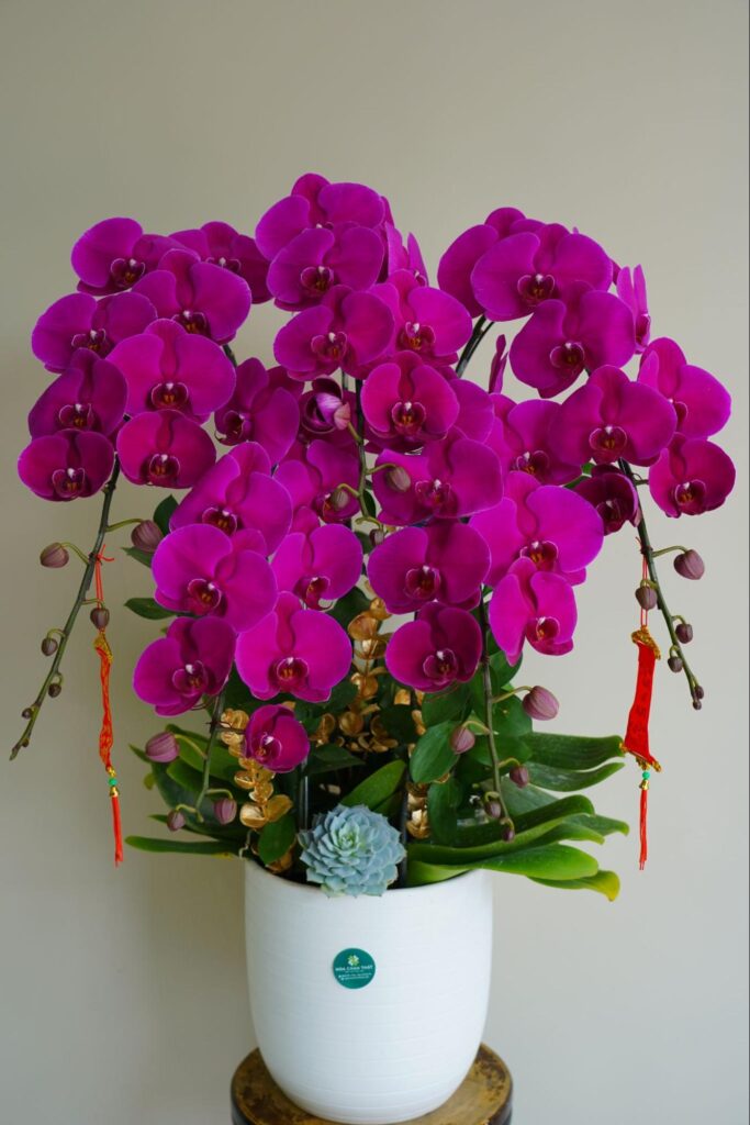 Lựa chọn Hoa Lan Hồ Điệp Ngày 20/11 ý nghĩa Tặng Thầy Cô image7 1