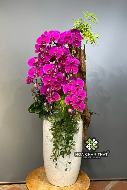 Chậu Lan Hồ Điệp Ghép Lũa 8 Cành – Tím Ngọc Vương Phát