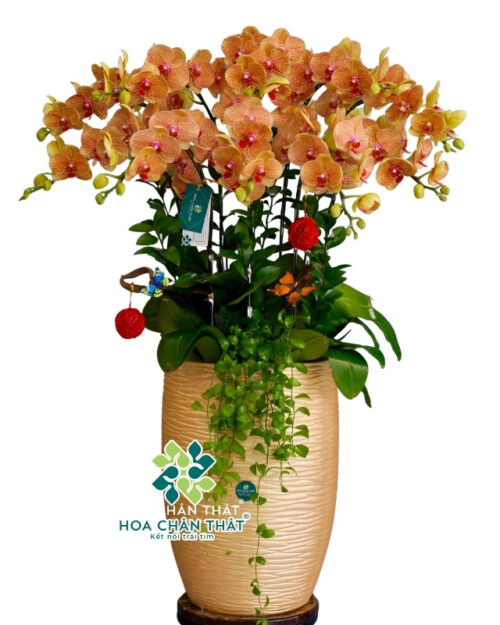 Chậu Lan Hồ Điệp 10 Cành Cam Chậu Cao – Vượng Khí Khai Hoa