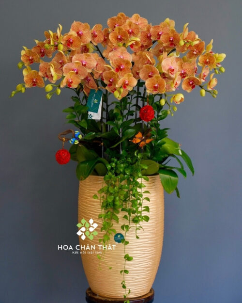Chậu Lan Hồ Điệp 10 Cành Cam Chậu Cao – Vượng Khí Khai Hoa