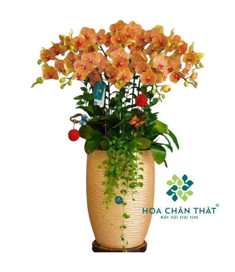 Chậu Lan Hồ Điệp 10 Cành Cam Chậu Cao – Vượng Khí Khai Hoa