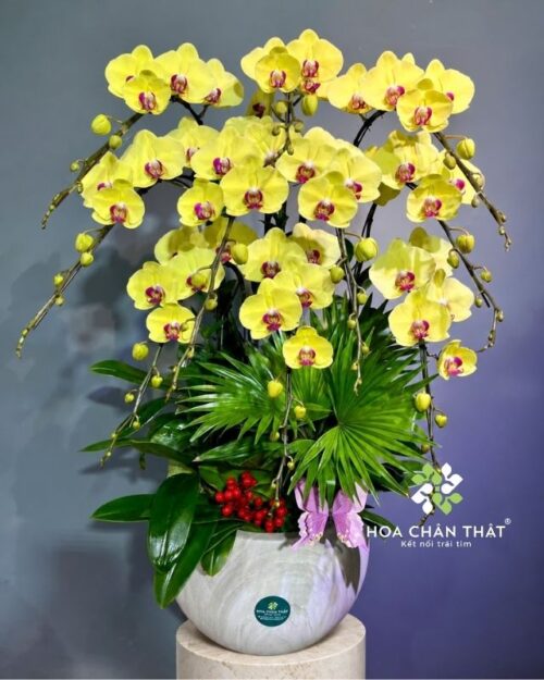 Chậu Lan Hồ Điệp 10 Cành – Màu Vàng Lưỡi Đỏ May Mắn Trang Trí Tết