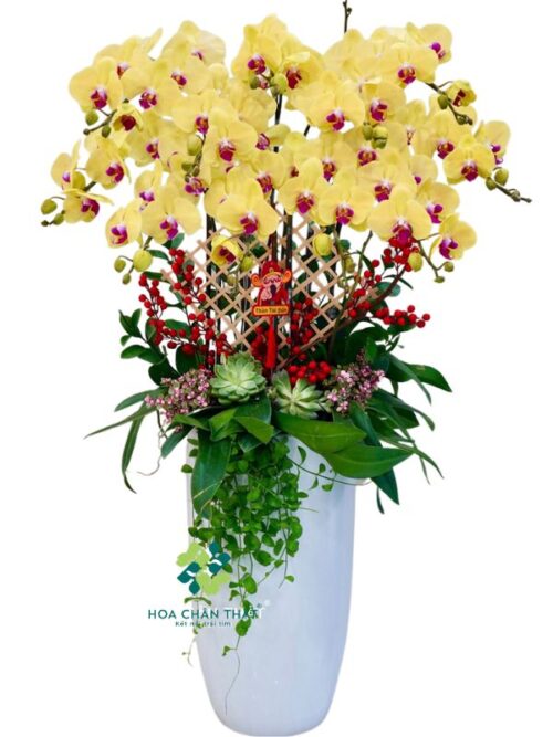 Chậu Lan Hồ Điệp 10 Cành – Màu Vàng Lưỡi Đỏ May Mắn Trang Trí Tết