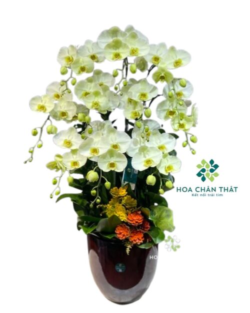 Chậu Lan Hồ Điệp 10 Cành – Màu Xanh Táo Tươi Mới