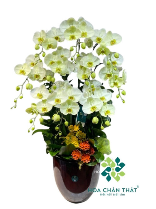 Chậu Lan Hồ Điệp 10 Cành – Màu Xanh Táo Tươi Mới