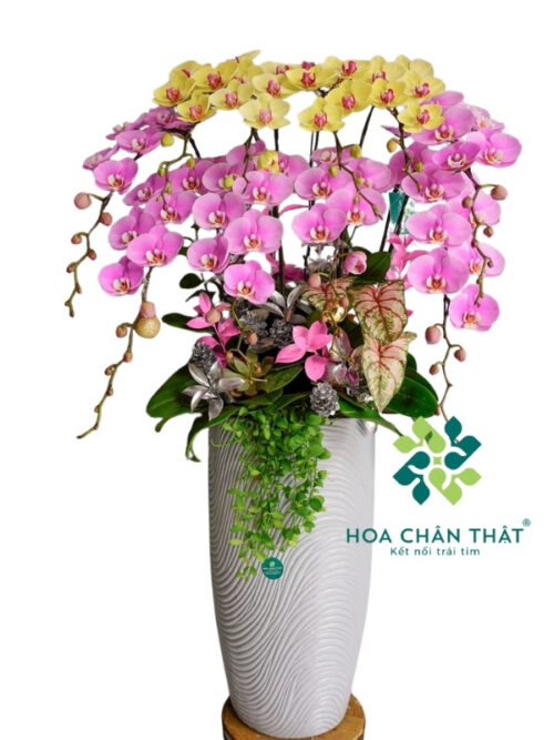 Chậu Lan Hồ Điệp 10 Cành Mix Tím Vàng – Hài Hòa Rực Sắc