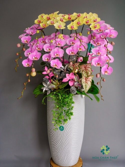 Chậu Lan Hồ Điệp 10 Cành Mix Tím Vàng – Hài Hòa Rực Sắc