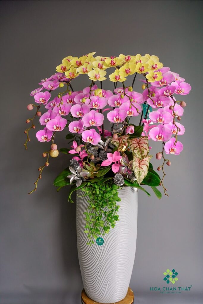 Top 4 Mẫu Lan Hồ Điệp Dành Cho Noel & Tất Niên Chau Lan Ho Diep 10 Canh Mix Tim Vang – Hai Hoa Ruc Sac 1