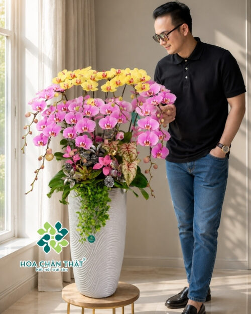 Chậu Lan Hồ Điệp 10 Cành Mix Tím Vàng – Hài Hòa Rực Sắc
