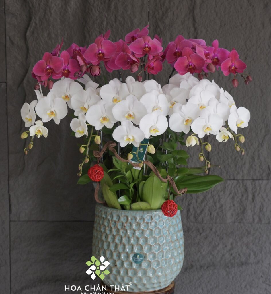 Chậu Lan Hồ Điệp 10 Cành Mix Trắng Đỏ Dâu – Hồng Phúc Sum Vầy