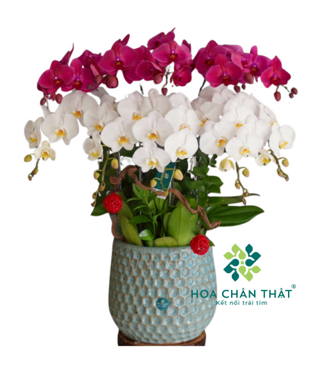 Chậu Lan Hồ Điệp 10 Cành Mix Trắng Đỏ Dâu – Hồng Phúc Sum Vầy