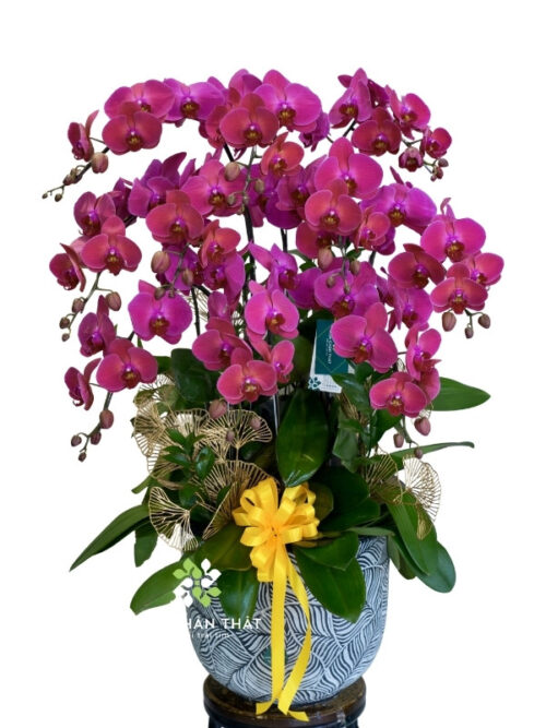 Chậu Lan Hồ Điệp 10 Cành Tím Địa Chủ – Phú Quý Thịnh Vượng