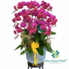 Chậu Lan Hồ Điệp 10 Cành Tím Địa Chủ – Phú Quý Thịnh Vượng