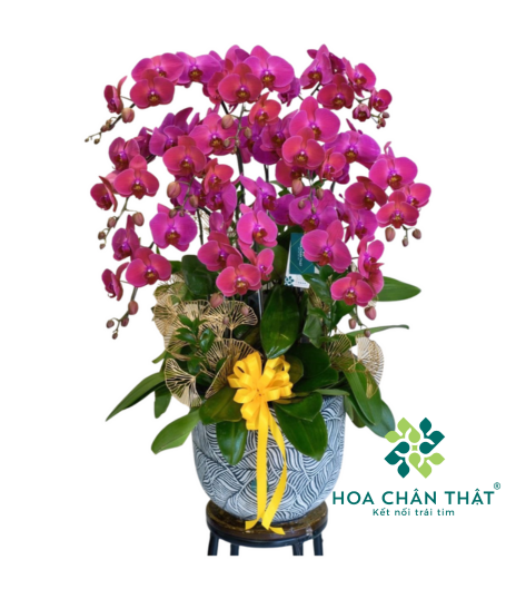 Chậu Lan Hồ Điệp 10 Cành Tím Địa Chủ – Phú Quý Thịnh Vượng