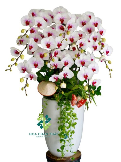 Chậu Lan Hồ Điệp 10 Cành Trắng Lưỡi Đỏ