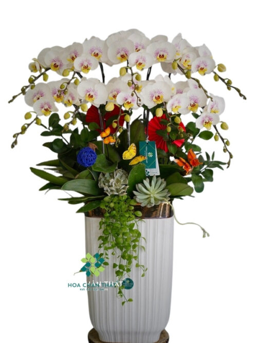 Chậu Lan Hồ Điệp 10 Cành Trắng Lưỡi Hồng – Thanh Khiết Phú Quý