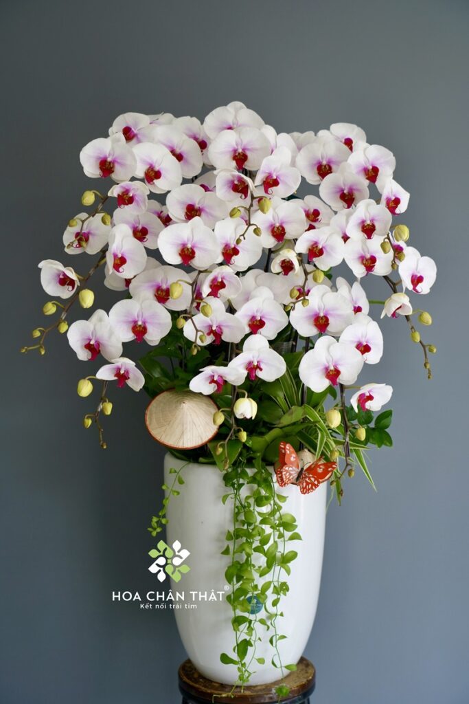 Chậu Lan Hồ Điệp 10 Cành Trắng Lưỡi Đỏ
