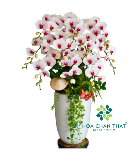 Chậu Lan Hồ Điệp 10 Cành Trắng Nhụy Đỏ Hồng – Phú Quý Trang Nhã