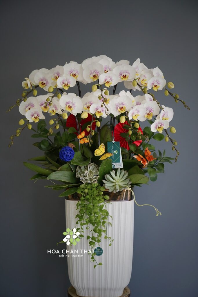 Chậu Lan Hồ Điệp 10 Cành Trắng Nhụy Hồng – Thanh Khiết Phú Quý