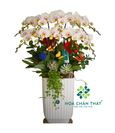Chậu Lan Hồ Điệp 10 Cành Trắng Nhụy Hồng – Thanh Khiết Phú Quý