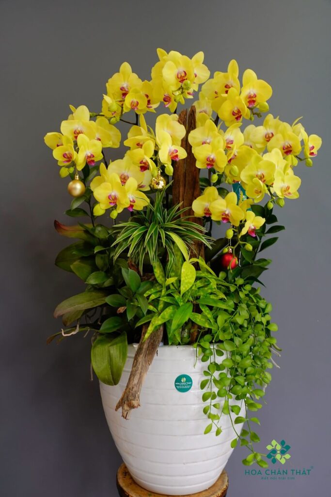 Vẻ Đẹp Lan Hồ Điệp Tháng 12 — Lựa Chọn Tinh Tế Cho Mùa Lễ Hội Tại Hoa Chân Thật Chau Lan Ho Diep 10 Canh Vang Giang Sinh 1 1