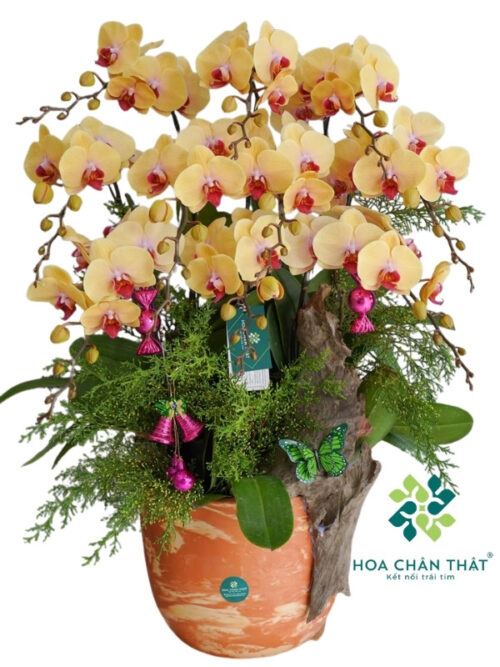 Chậu Lan Hồ Điệp 10 Cành Vàng Nghệ – Rực Rỡ Phú Quý