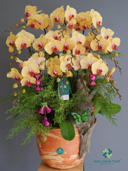 Chậu Lan Hồ Điệp 10 Cành Vàng Nghệ – Rực Rỡ Phú Quý