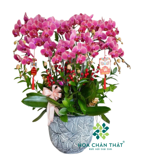Chậu Lan Hồ Điệp 10 Cành – Đỏ Dâu Tài Lộc Đón Tết